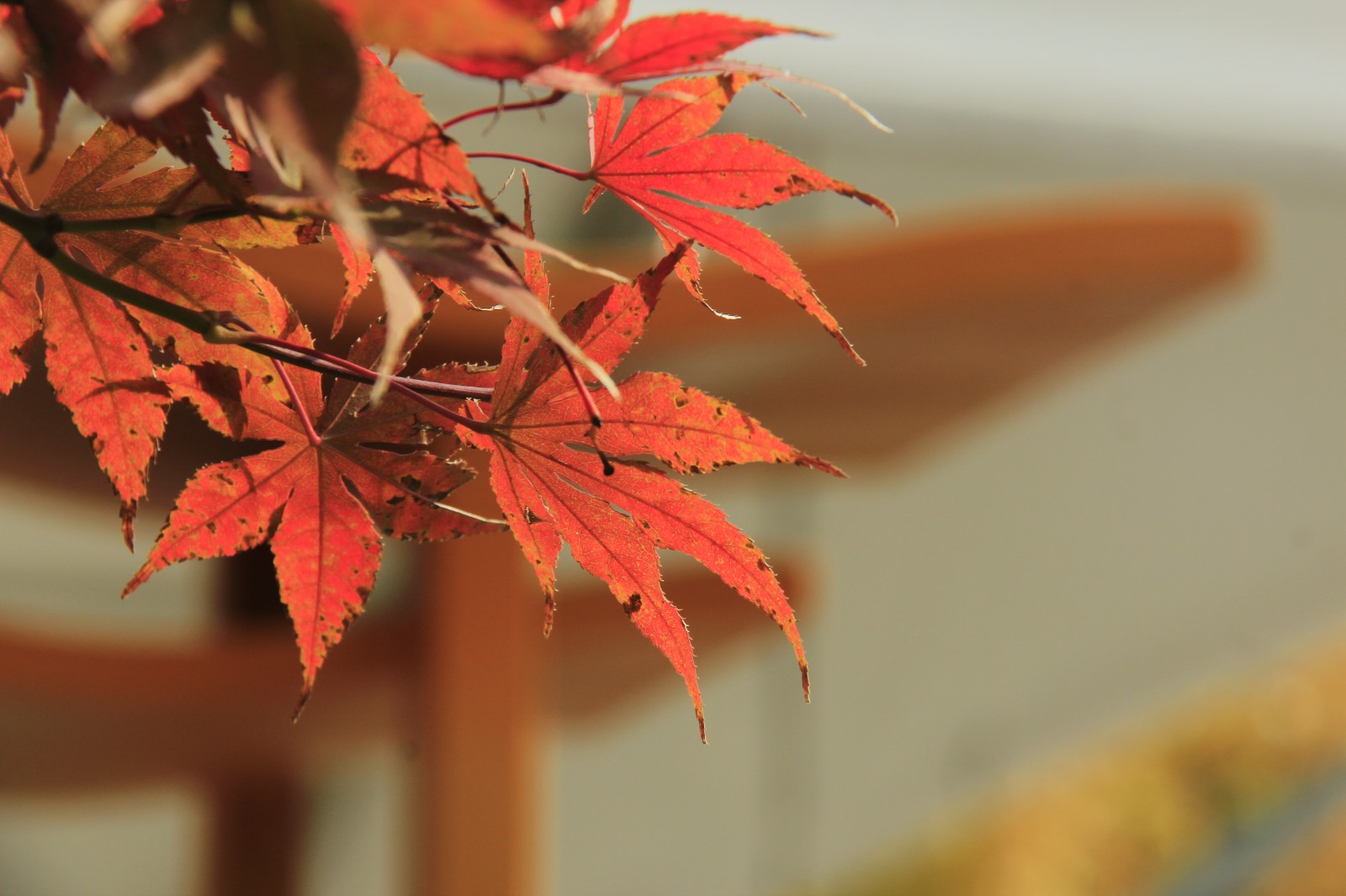 金叶染秋，在川博赴一场时光的盛宴